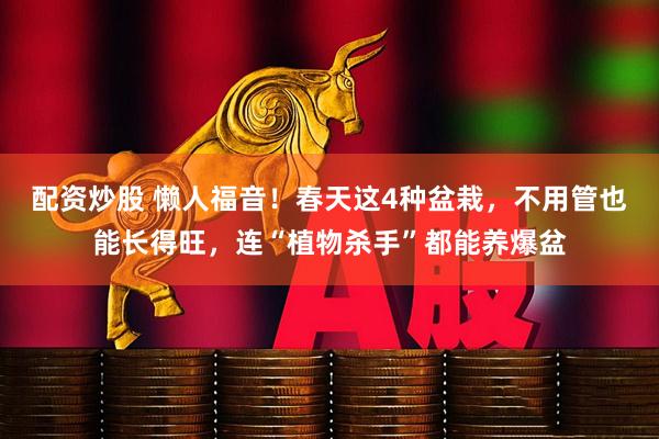 配资炒股 懒人福音！春天这4种盆栽，不用管也能长得旺，连“植物杀手”都能养爆盆